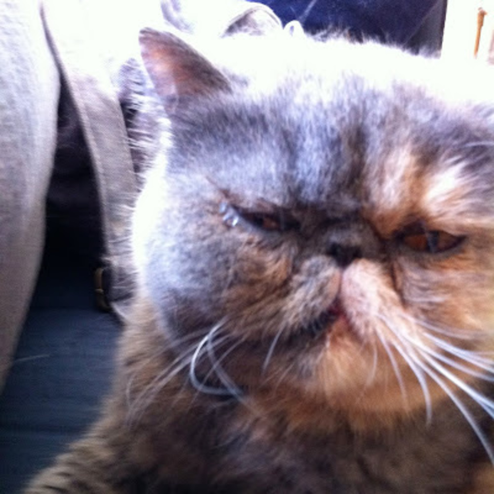 Meet your Posher, Amanda